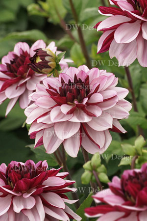 Dahlia Creme de Cassis